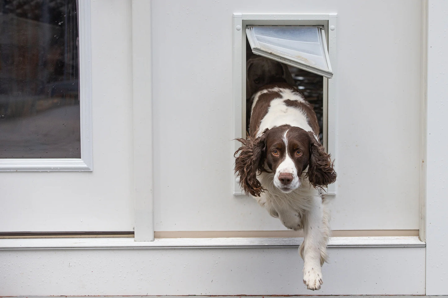 Endura Flap Dog Doors for Walls