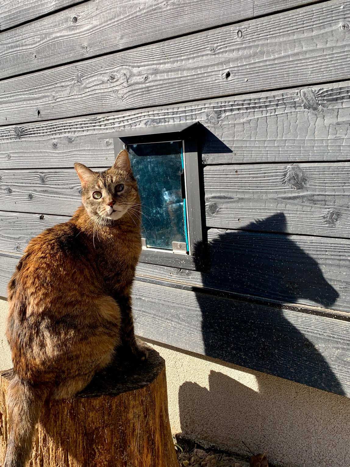Hale Rain Cap for Pet Doors and Walls