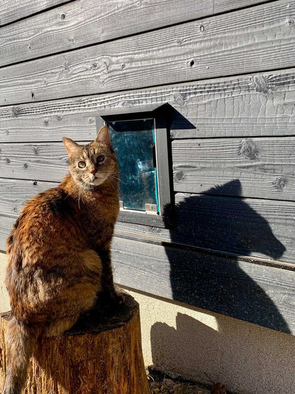 Hale Rain Cap for Pet Doors and Walls