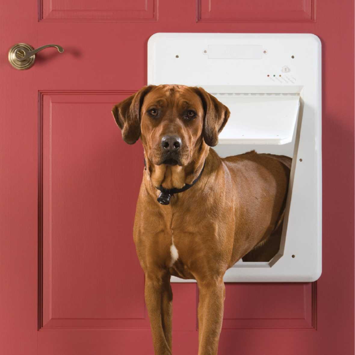 PetSafe Electronic Smart Door