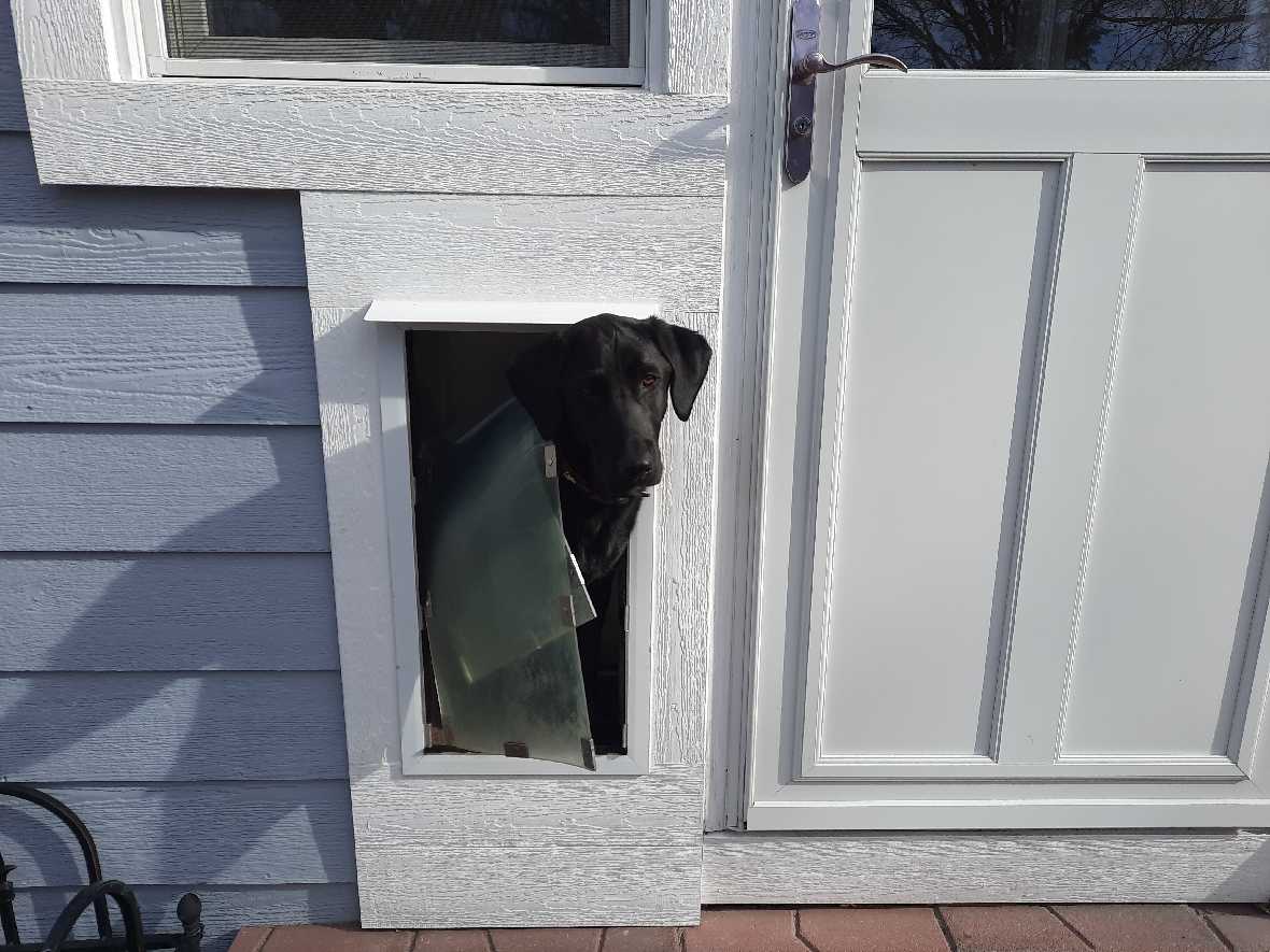 Hale Rain Cap for Pet Doors and Walls